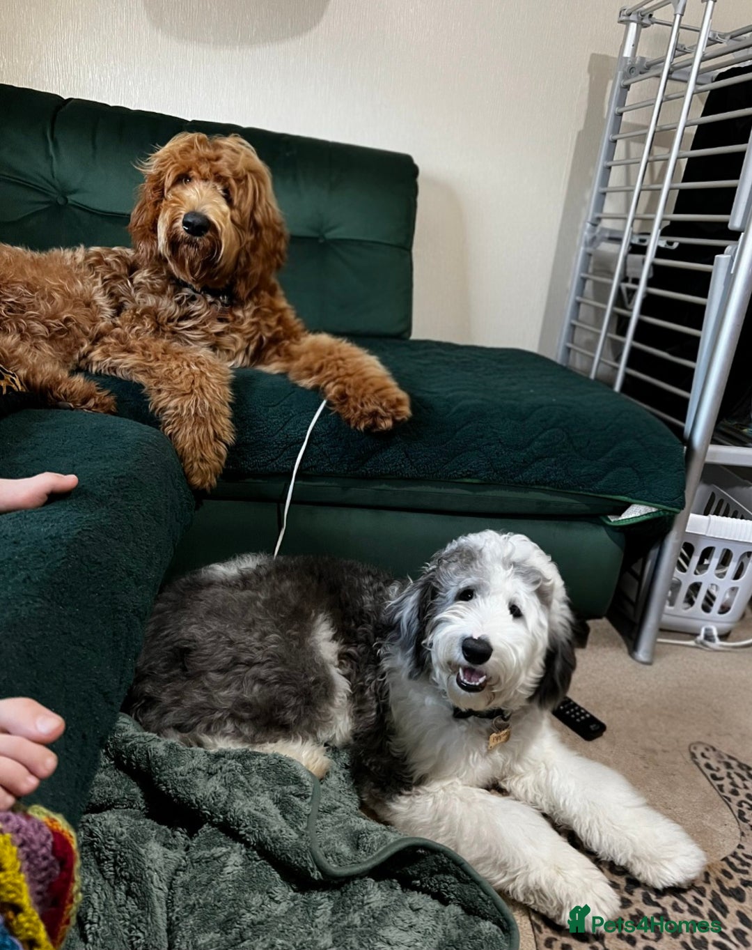 Sheepadoodle dogs for sale: Gorgeous girl  - Image 2
