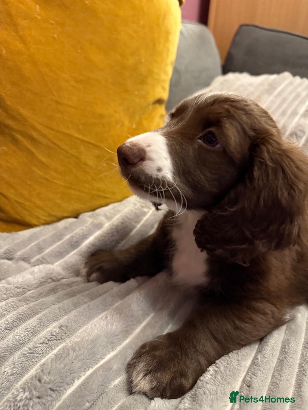 Mixed Breed dogs for sale: Doxie puppies  - Advert 39