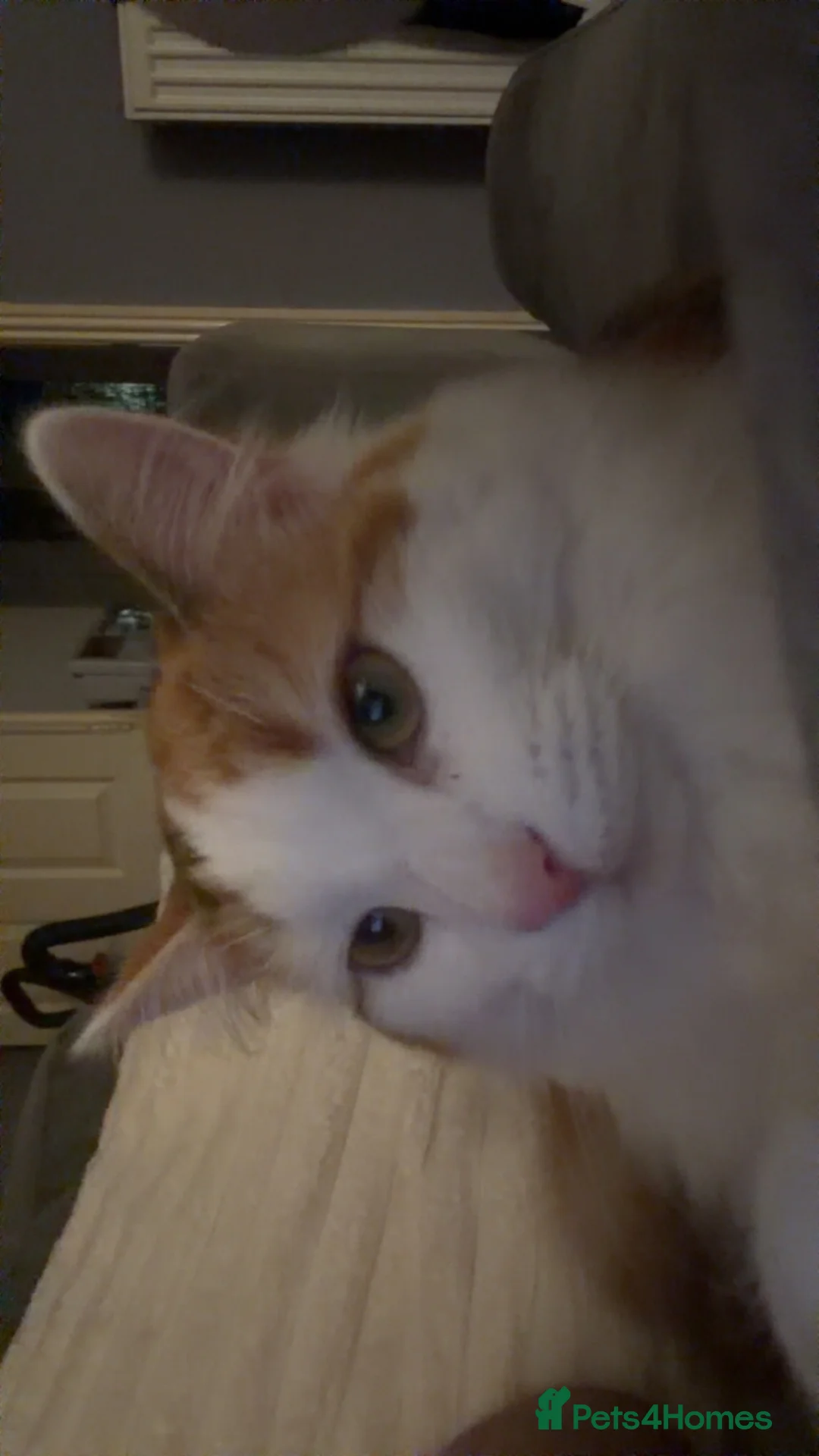 Mixed Breed cats for sale: Calico Domestic Longhair - Advert 5