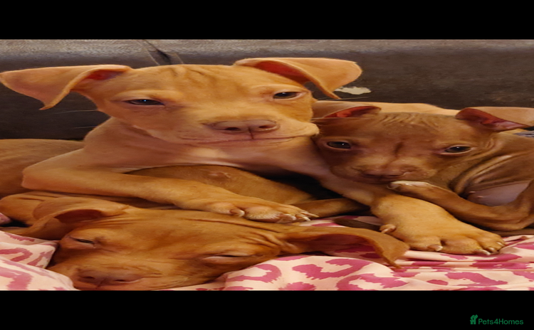 American Bull Staffy dogs - Advert 15