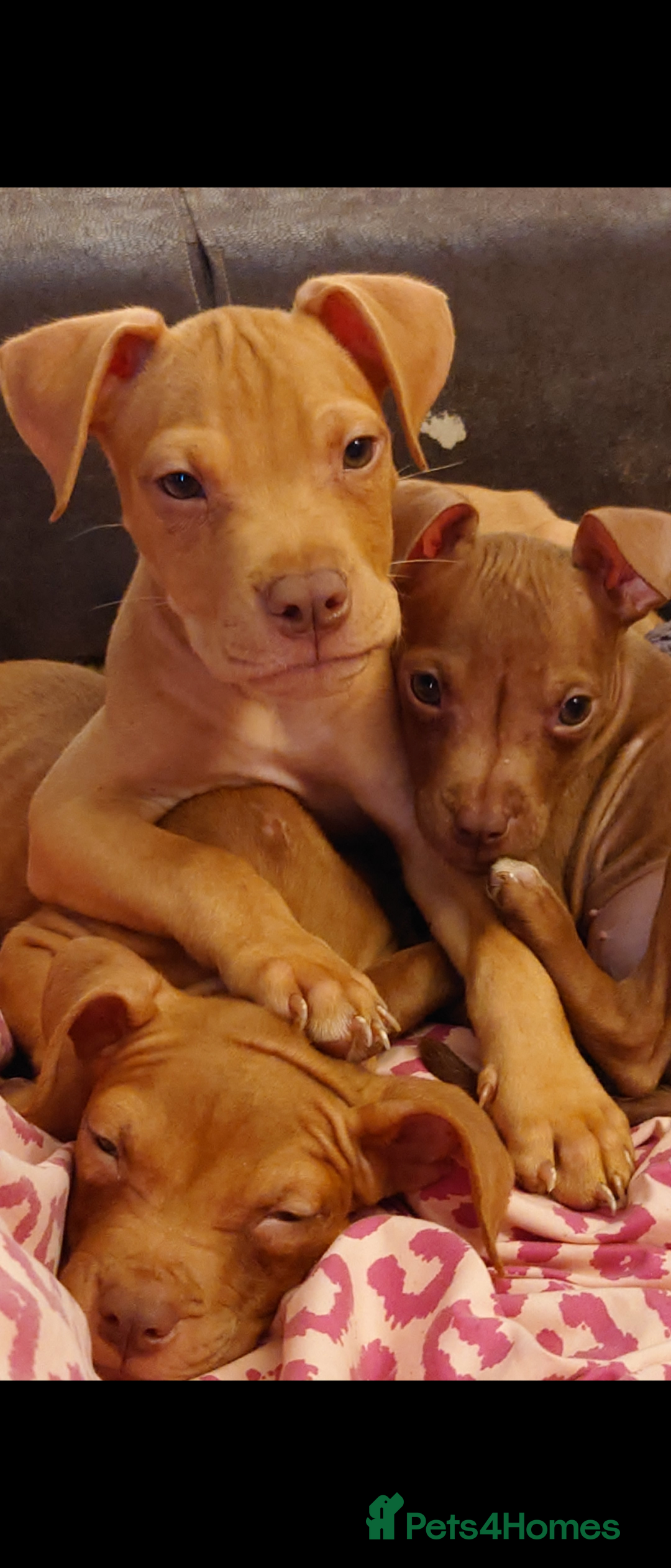 American Bull Staffy dogs for sale: Last 2 baby boys needing their forever home - Image 1