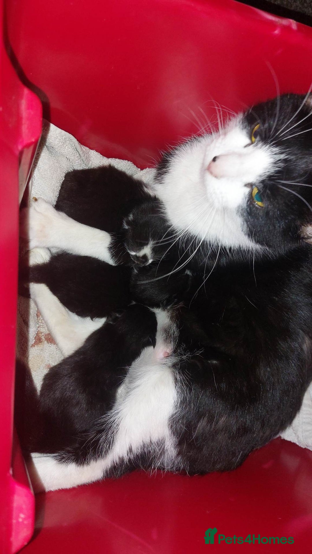 Brazilian Shorthair cats for sale: Kittens  - Advert 1