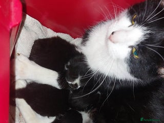 Brazilian Shorthair cats Kittens - Advert 2