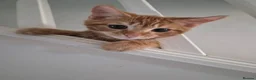 Mixed Breed cats for sale: 3 male ginger kittens ready for rehoming in Kidderminster - Advert 9
