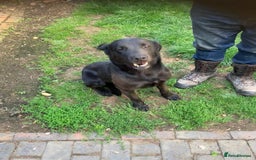 Labrador Retriever dogs for sale: Labrador puppies 3 boys ready to go 8th August  - Image 7
