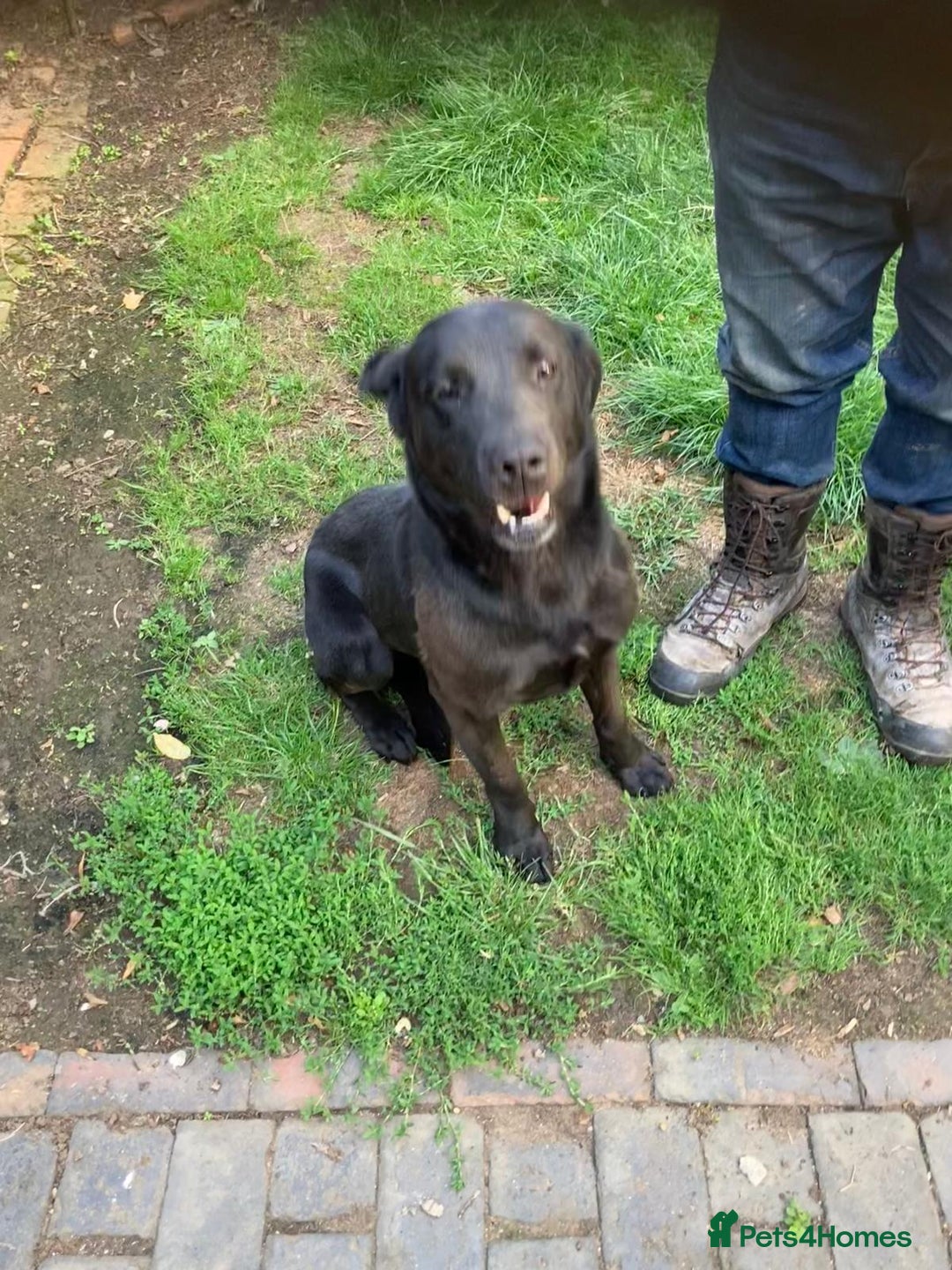 Labrador Retriever dogs for sale: Labrador puppies 3 boys ready to go 8th August  - Image 7