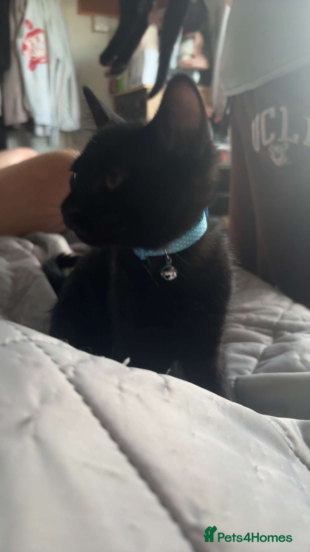 Mixed Breed cats for sale: £100, Maine coon/American wirehair and Bombay mix - Advert 12