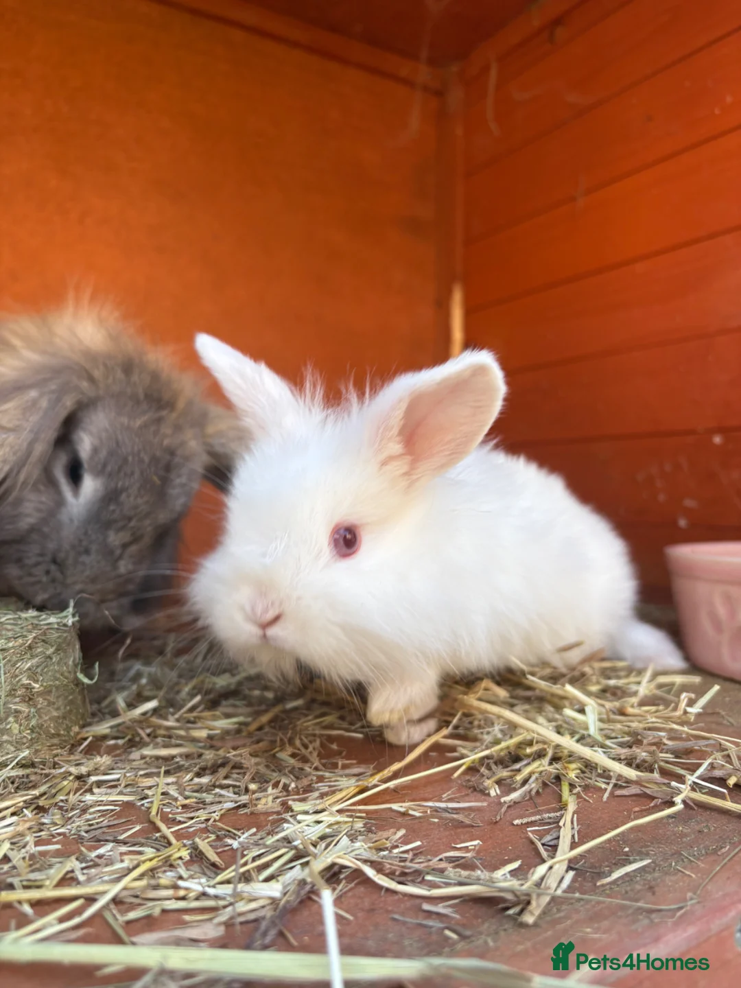 Mixed Breed rabbits for sale: Rabbits for adoption - Advert 6
