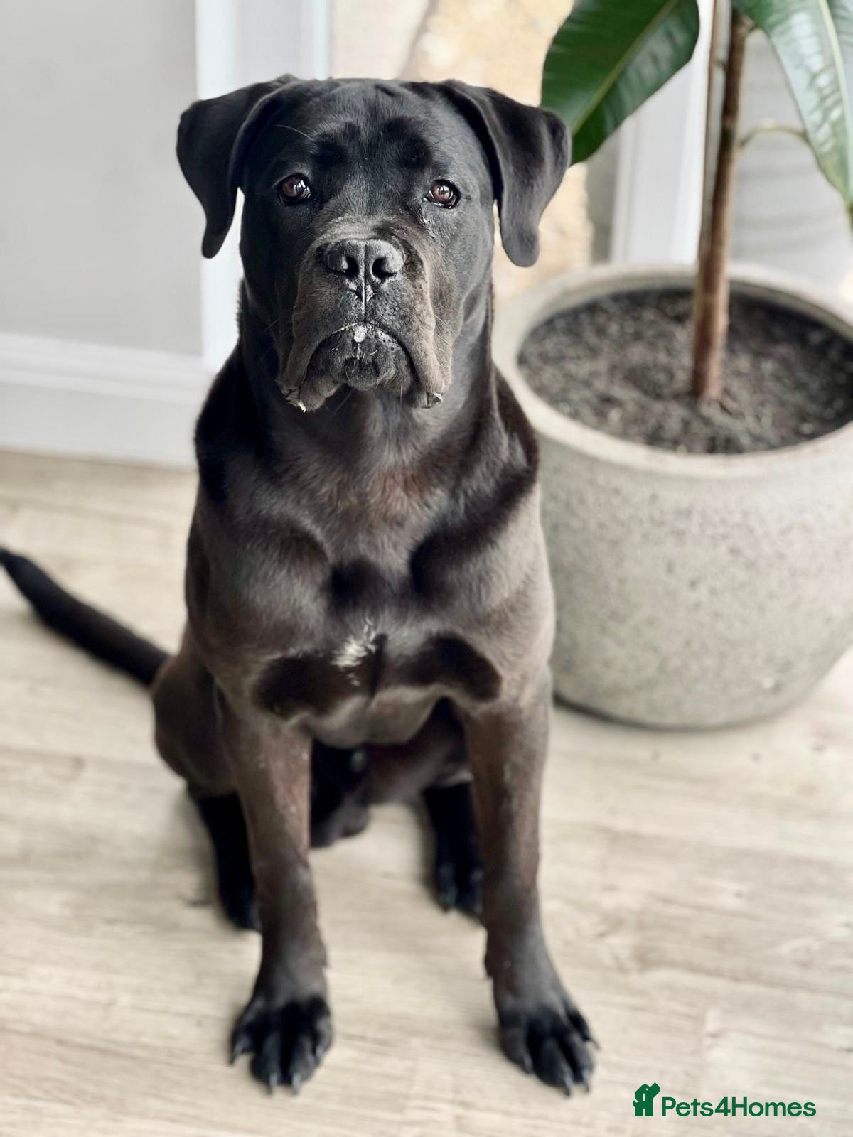 Cane Corso dogs Cane Corso Male for Sale – 9 Months , West Lothian - Advert 3