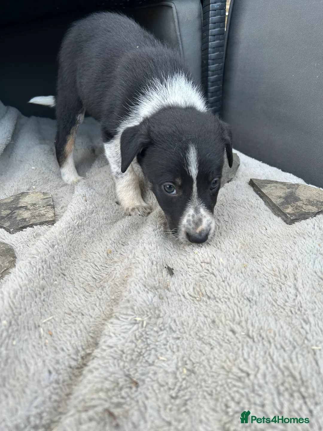 Border Collie dogs for sale: Beautiful Litter of ISDS registered pups - Advert 2