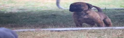 Presa Canario dogs for sale: World class presa canarios  - Advert 22