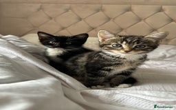 Domestic Shorthair cats for sale: 1 Female 1 Male (Bonded Pair)  - Image 4