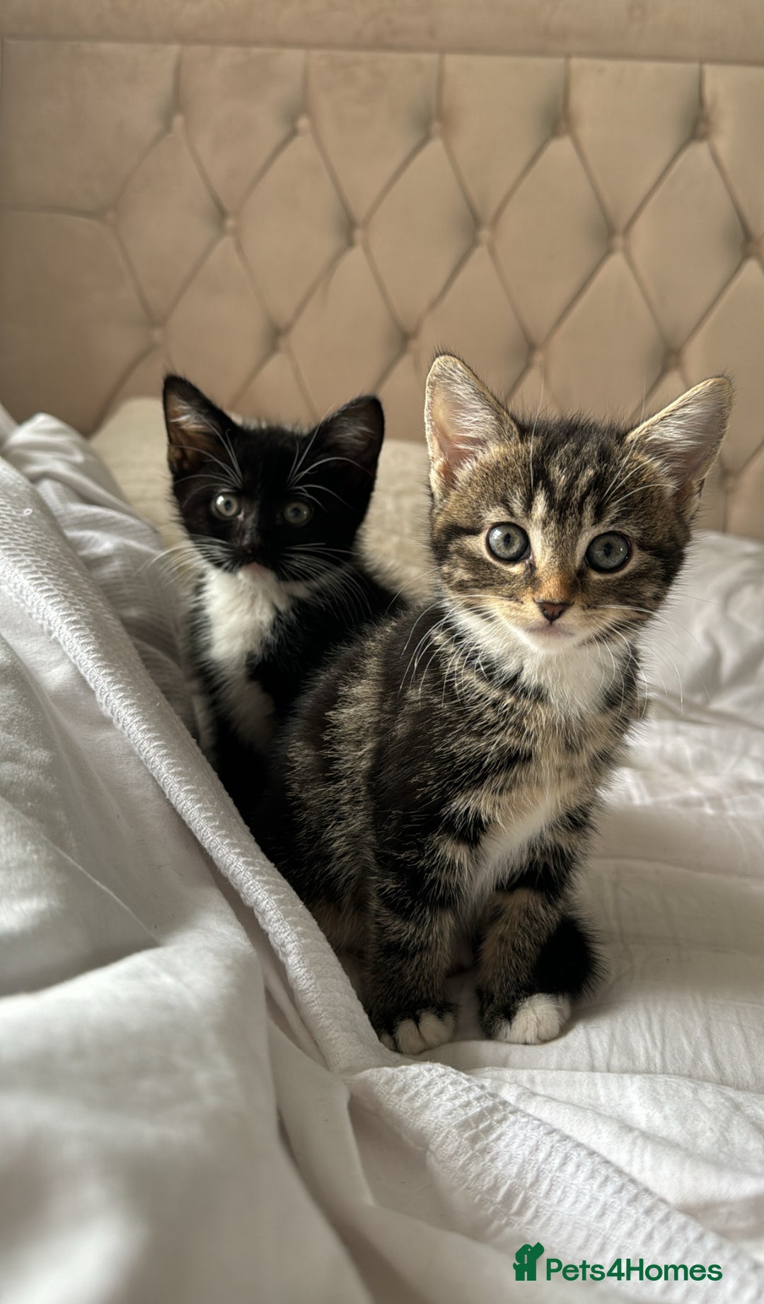 Domestic Shorthair cats for sale: 1 Female 1 Male (Bonded Pair)  - Image 4