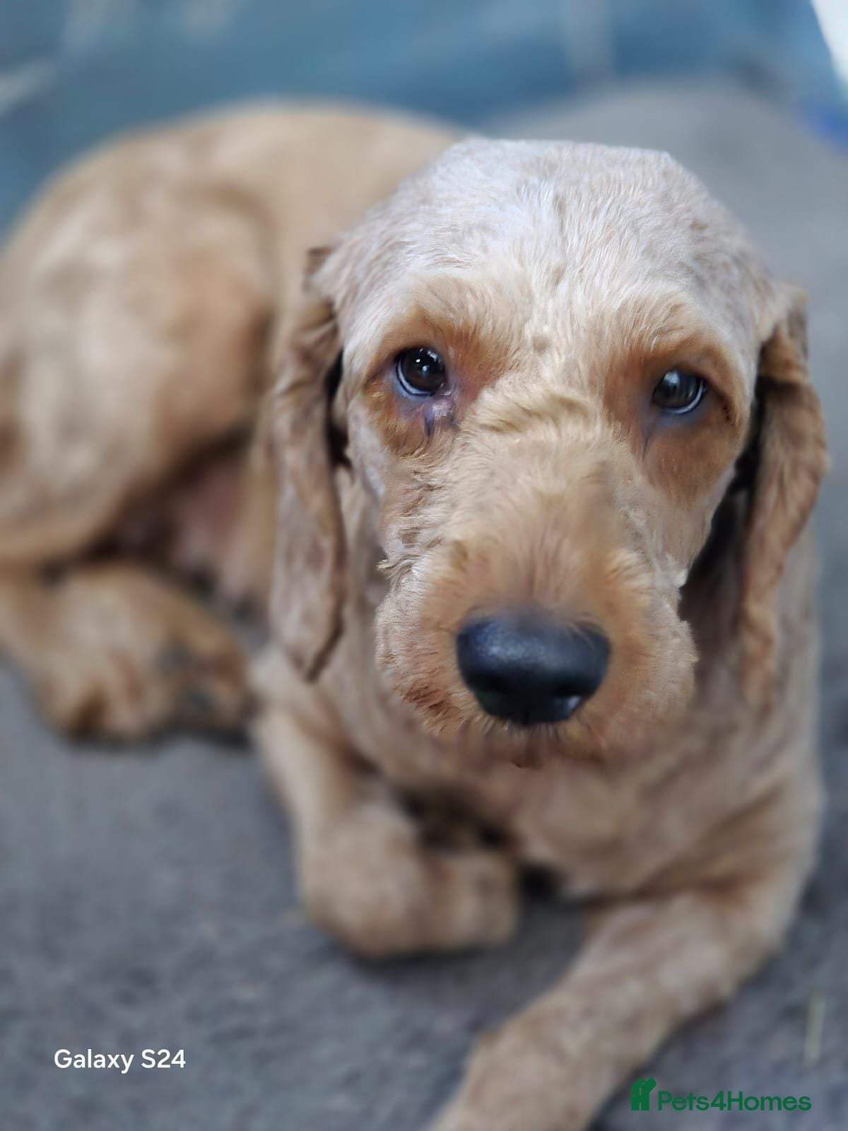 Cockapoo dogs Lovely Cockapoo  - Advert 5