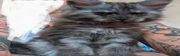 Maine Coon cats for sale: Large kittens growing nicely  - Advert 16