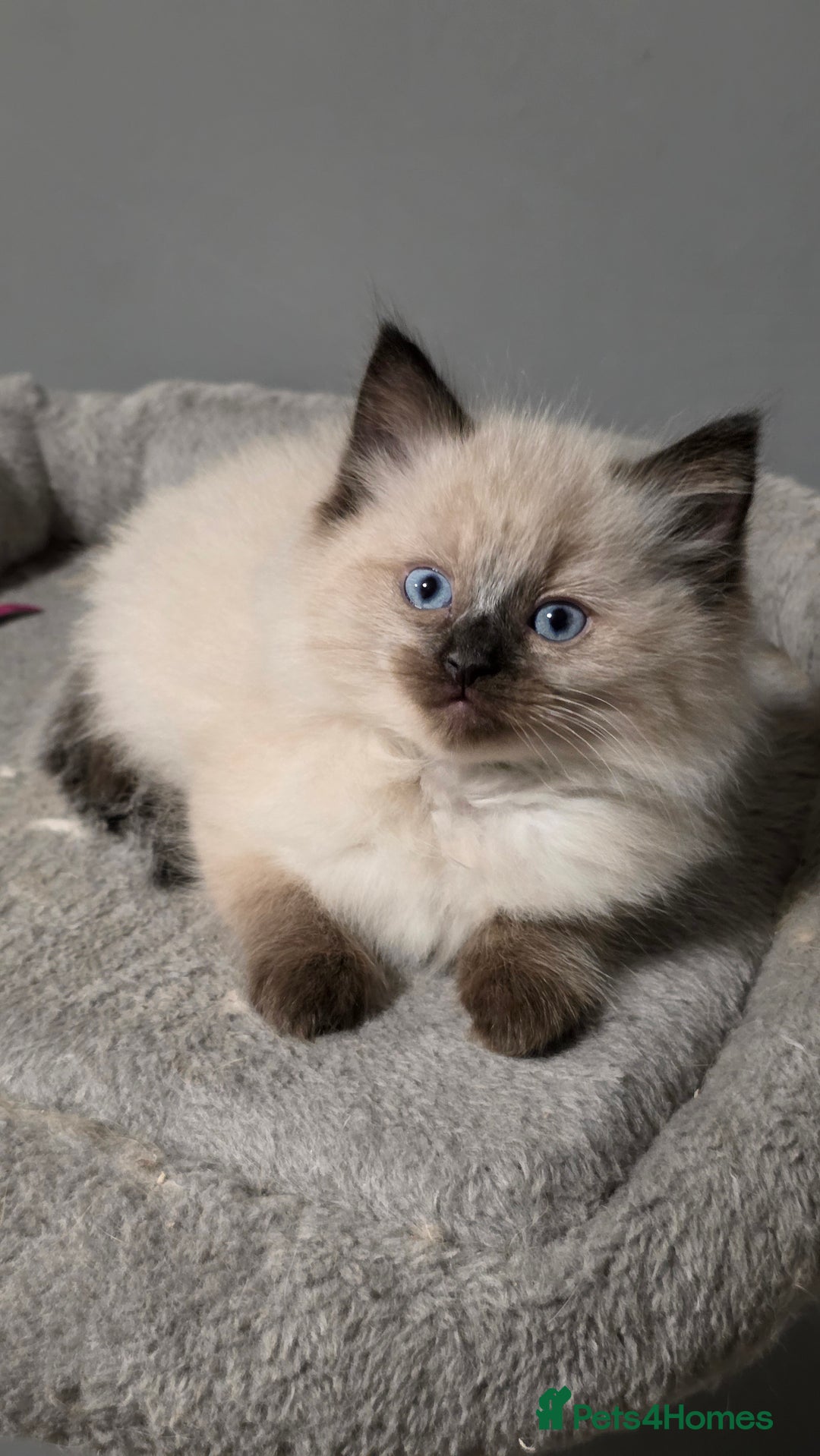 Ragdoll cats for sale: Adorable Ragdoll Kittens  - Advert 2