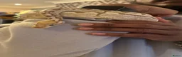 Python Snake reptiles for sale: Royal python snake  - Advert 3