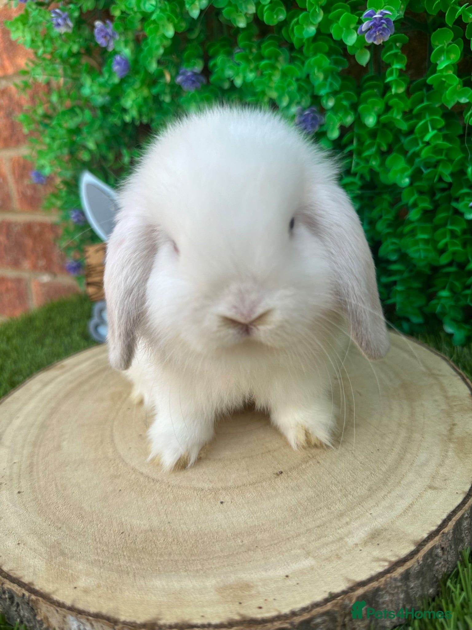 Mini Lop rabbits Beautiful purebred mini lops ready to reserve 😍 - Advert 2