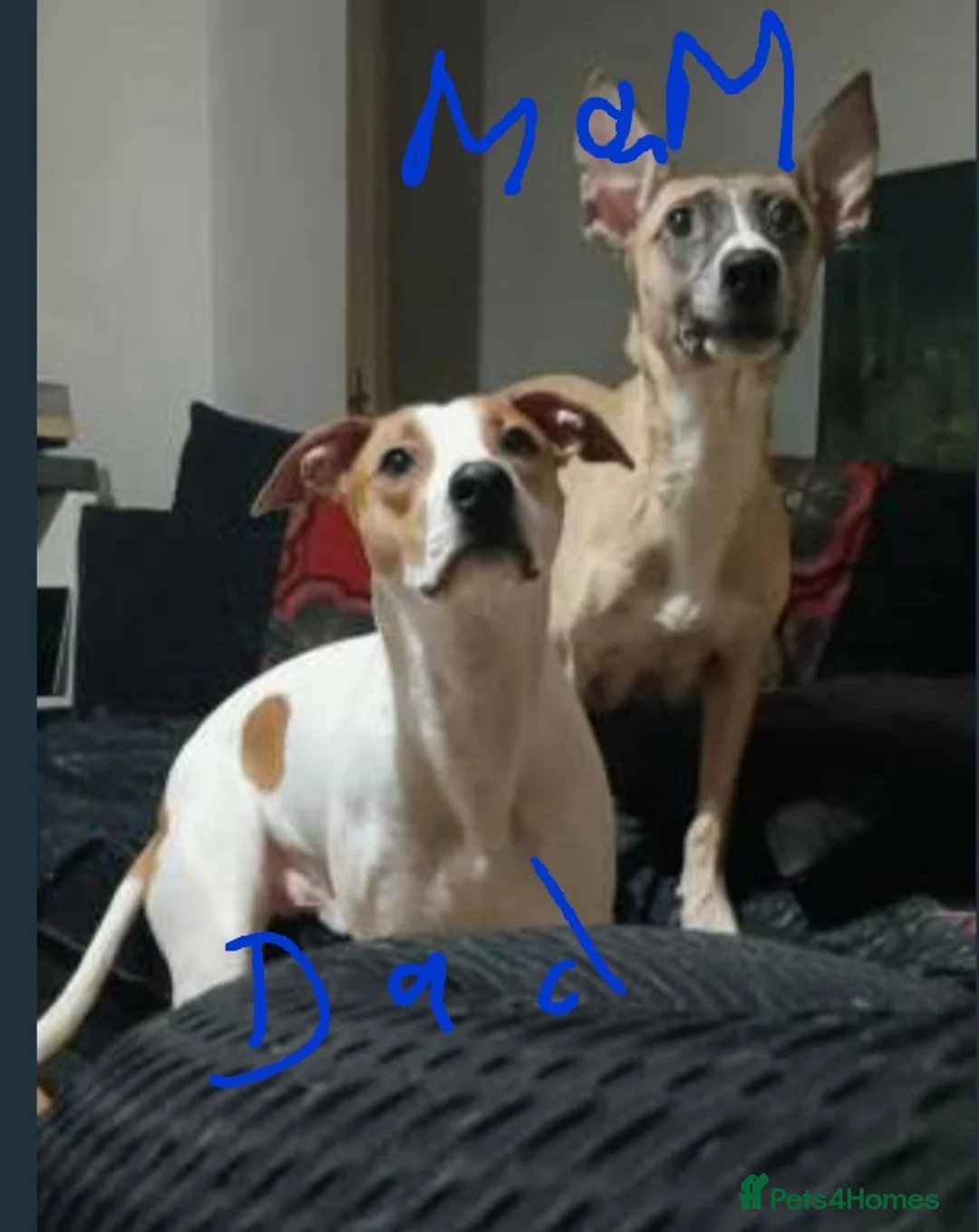 Mixed Breed dogs for sale: 10 puppies 5 girls 5 boys  - Advert 3