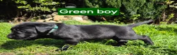 Labrador Retriever dogs for sale: Beautiful Black Labrador Puppies - Advert 7