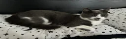 Mixed Breed cats for sale: REHOMING: 2 Grey/White Cats, Siblings - Advert 8