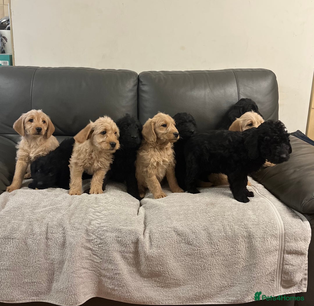Labradoodle dogs for sale: Beautiful Golden and Black F1 Labradoodle Puppies - Advert 1