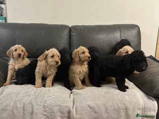 Labradoodle dogs Beautiful Golden and Black F1 Labradoodle Puppies - Advert 7