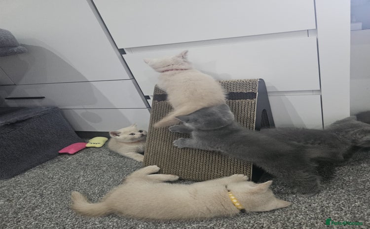 British Shorthair cats - Advert 3