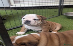 English Bulldog dogs for sale: Champion sired female puppy available  - Image 5
