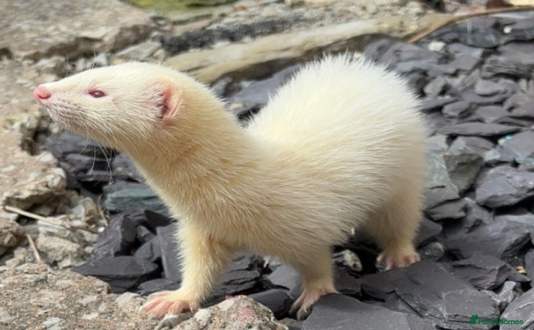 Ferret rodents - Advert 1