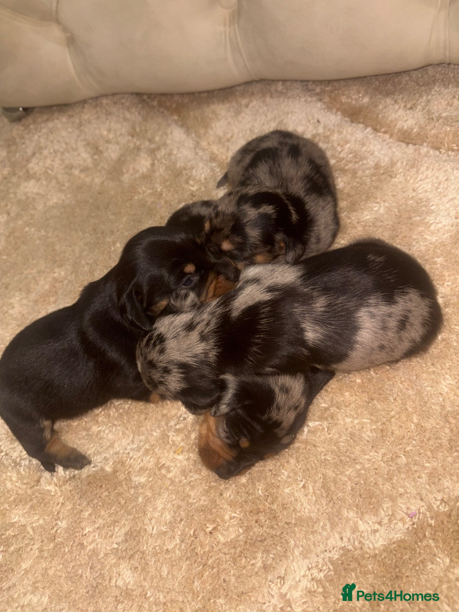 Miniature Dachshund dogs 🐶miniature dachshund puppies for sale🐶 - Advert 1