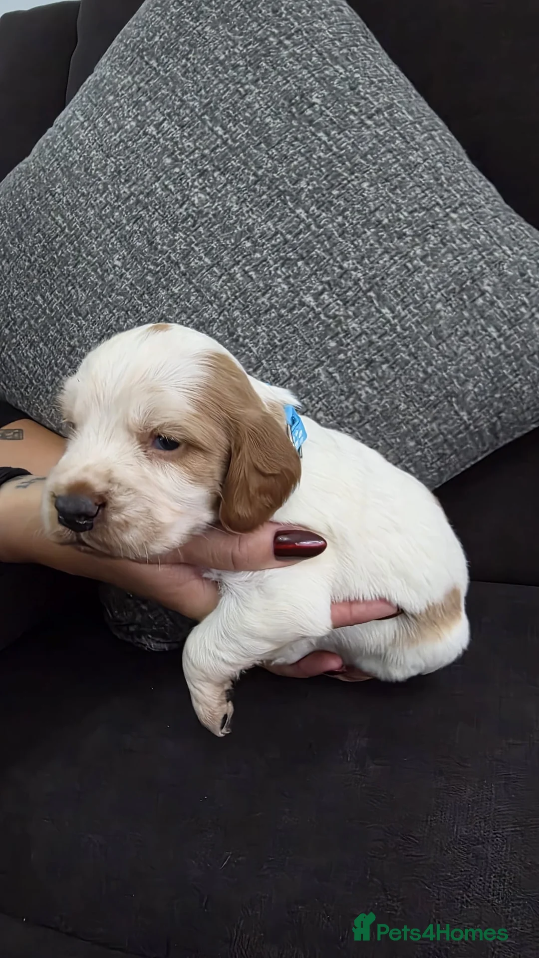 Sprocker dogs for sale: 4th gen Sprocker puppies  - Advert 9