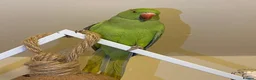 Parrots birds for sale: Indian ringnick parrot for sale  - Advert 4