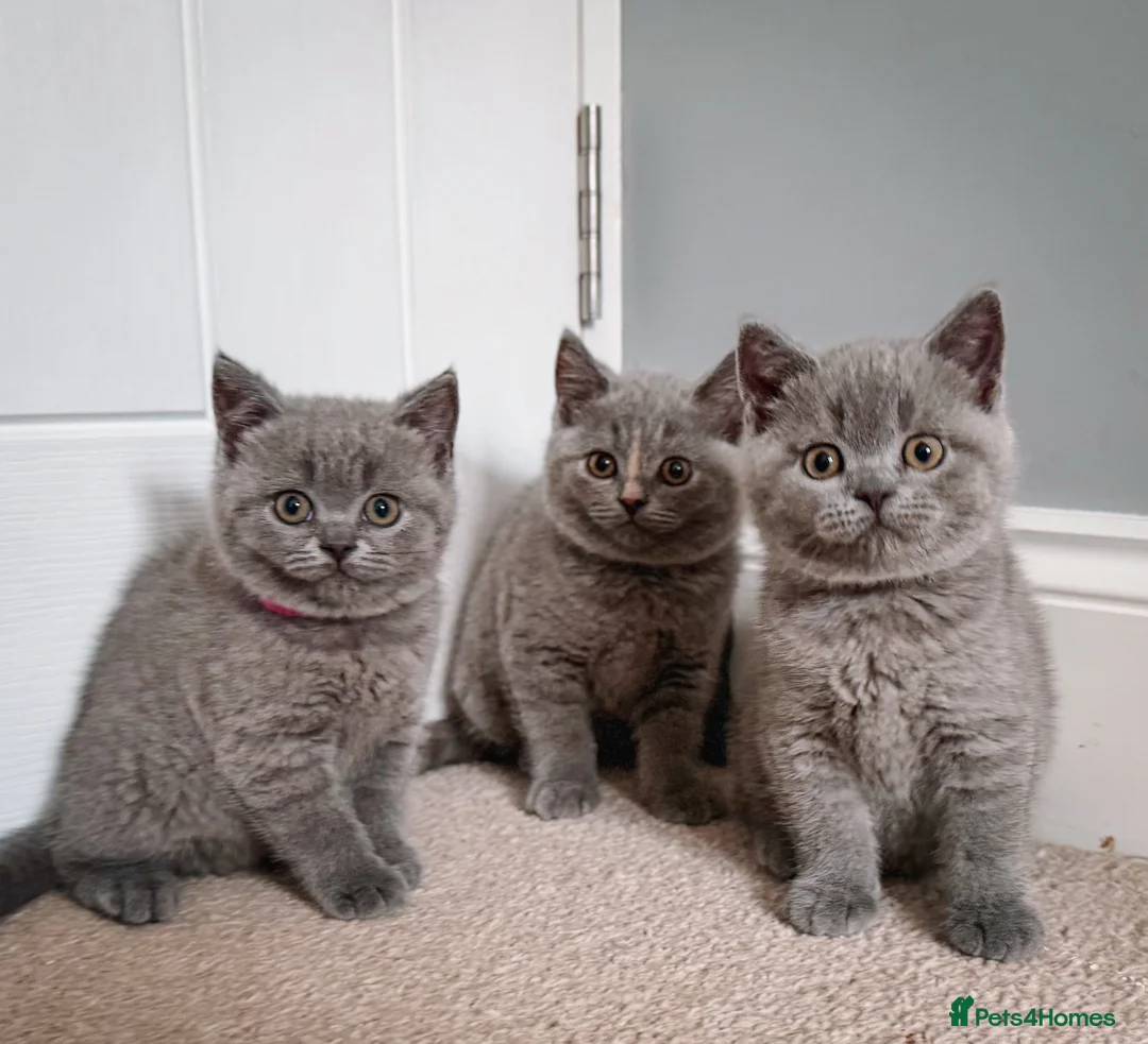 British Shorthair cats for sale: GCCF registered British Shorthair Kittens - Advert 2