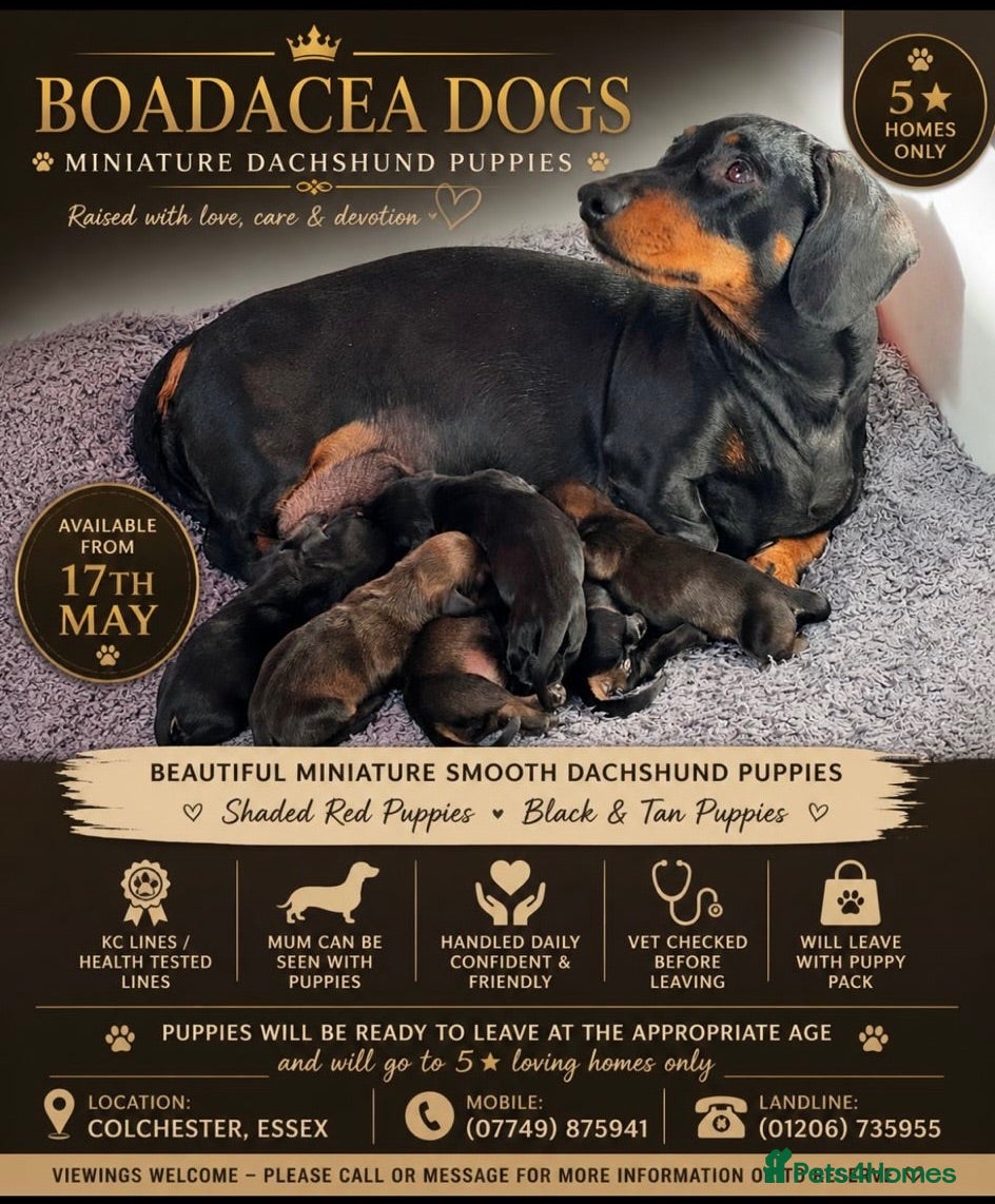 Dachshund dogs Miniature Smooth Dachshund  - Advert 2