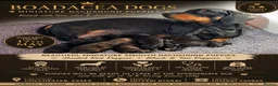 Dachshund dogs for sale: Miniature Smooth Dachshund  - Advert 1