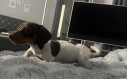 Miniature Dachshund dogs for sale: Four beautiful miniature dachshund girls - Advert 13