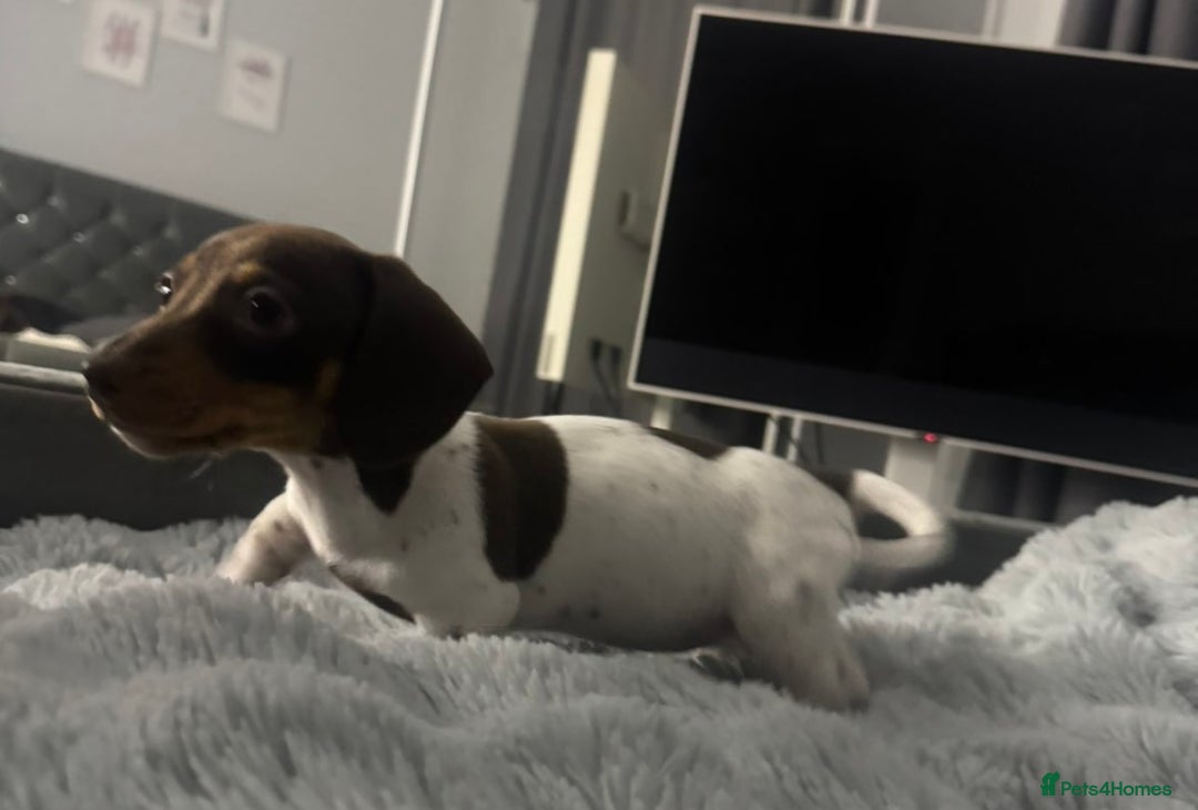 Miniature Dachshund dogs for sale: Four beautiful miniature dachshund girls - Advert 13