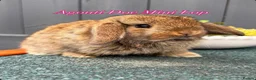 Mini Lop rabbits for sale: 8 week old Mini Lops - Advert 2