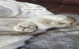 Ragdoll cats for sale: Beautiful GCCF Registered Ragdoll Kittens. - Image 23
