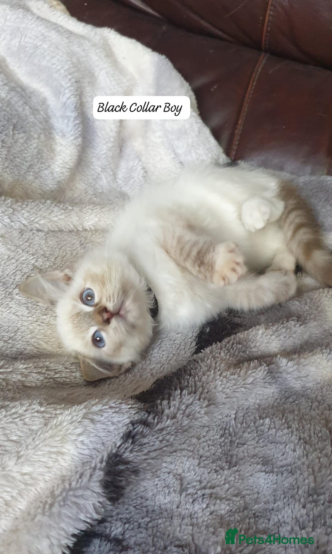 Ragdoll cats for sale: Beautiful GCCF Registered Ragdoll Kittens. - Image 23