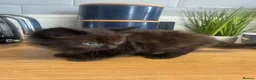 Ragdoll cats for sale: Rag doll cross Bengal kittens  - Advert 6