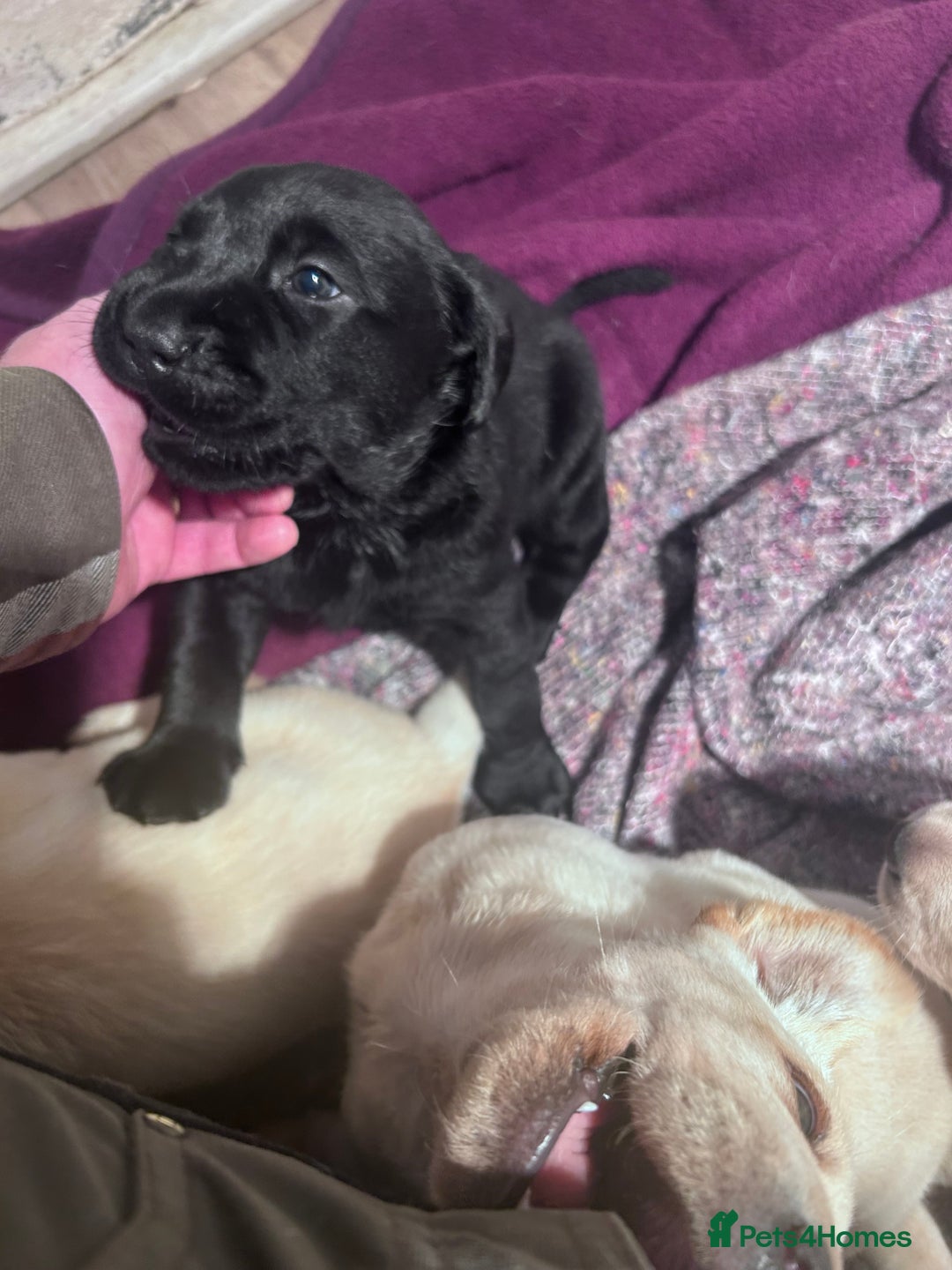 Labrador Retriever dogs for sale: Beautiful KC Reg Lab Pups - Advert 4