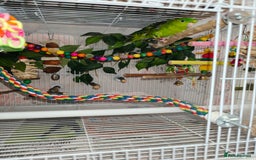 Parakeets birds for sale: Lineolated parakeets 1 male 1 female - Image 7