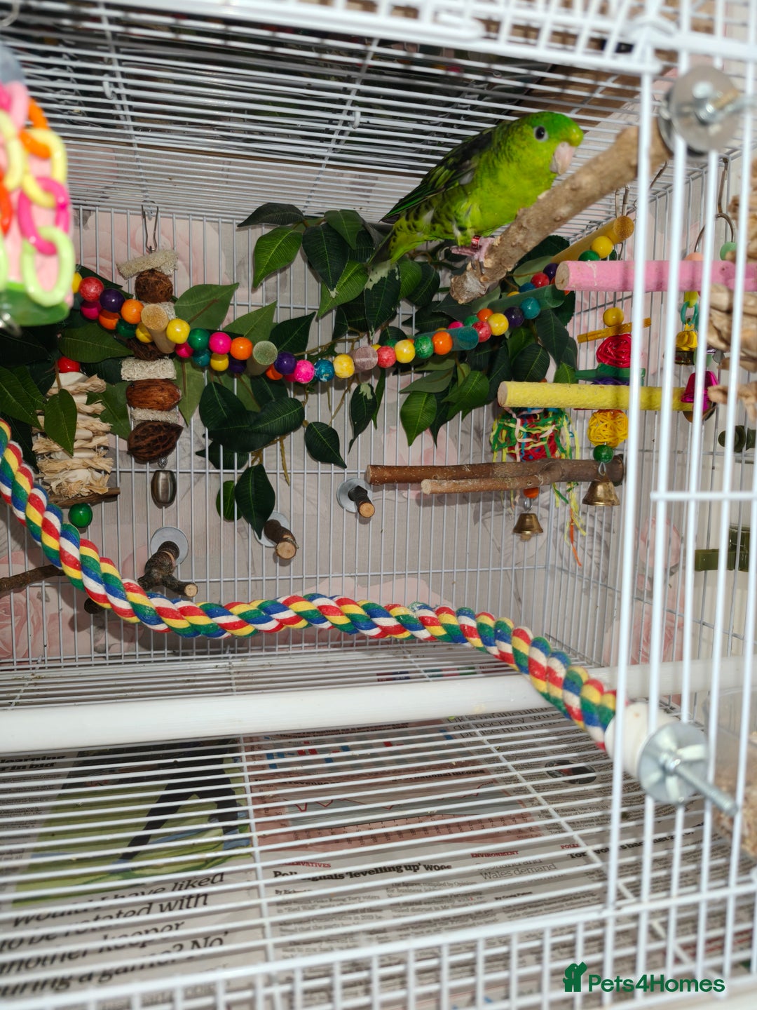 Parakeets birds for sale: Lineolated parakeets 1 male 1 female - Image 7