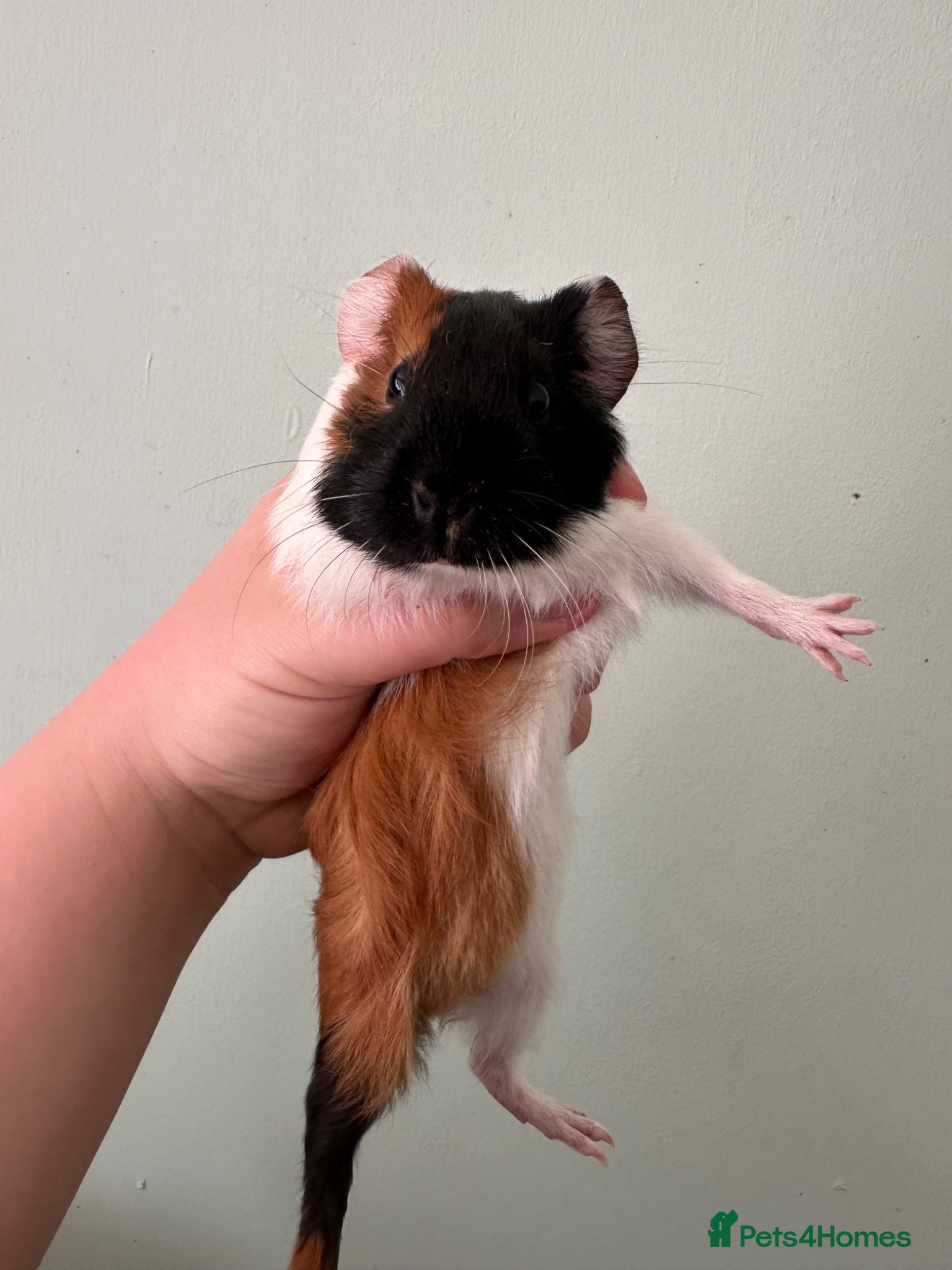 Guinea Pig rodents 4 male young guinea pigs  - Advert 4
