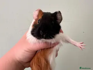 Guinea Pig rodents 4 male young guinea pigs - Advert 2