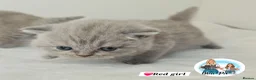 British Shorthair cats for sale: 3 Beautiful Lilac British short hair kittens  - Advert 33