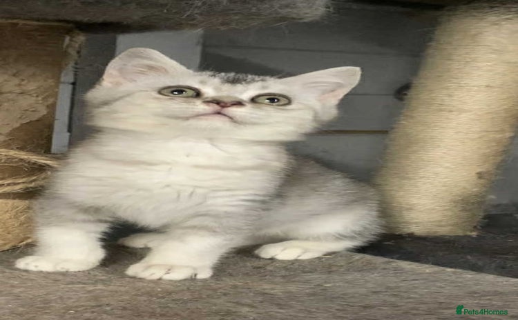 British Shorthair cats - Advert 15