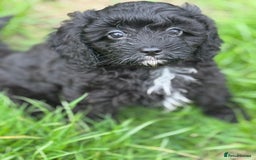 Cavapoo dogs for sale: Cavapoo F1 pups health tested parents  - Image 13